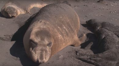 I modi divertenti in cui dormono gli animali