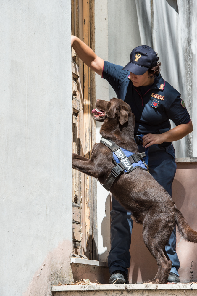 Droga, tabacco, denaro, esplosivi: ecco i cani delle forze dell’ordine
