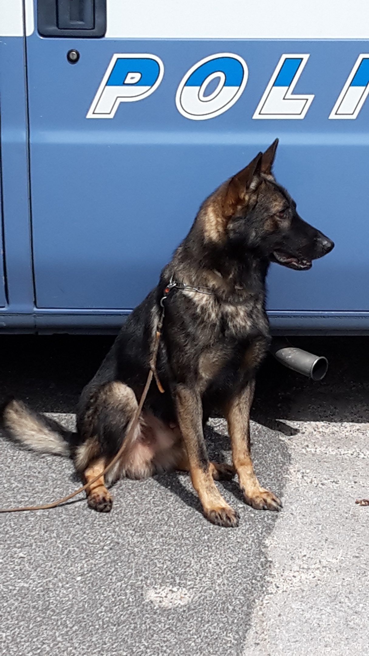 Droga, tabacco, denaro, esplosivi: ecco i cani delle forze dell’ordine