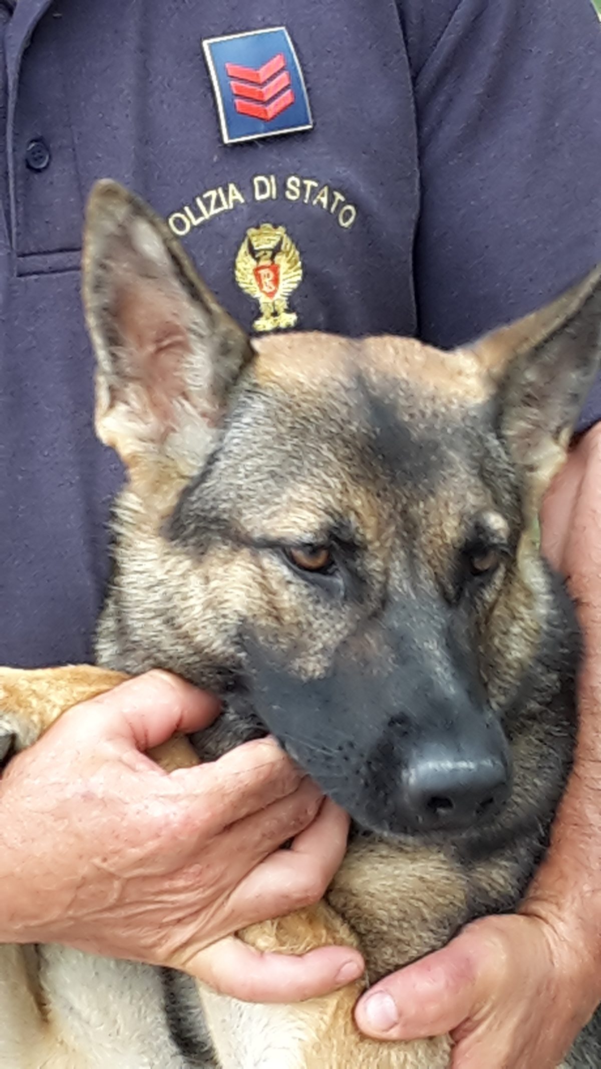 Galleria foto 'Droga, tabacco, denaro, esplosivi: ecco i cani delle forze dell’ordine' - foto 7