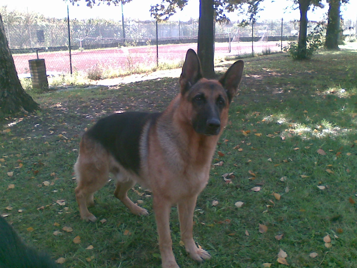 Droga, tabacco, denaro, esplosivi: ecco i cani delle forze dell’ordine