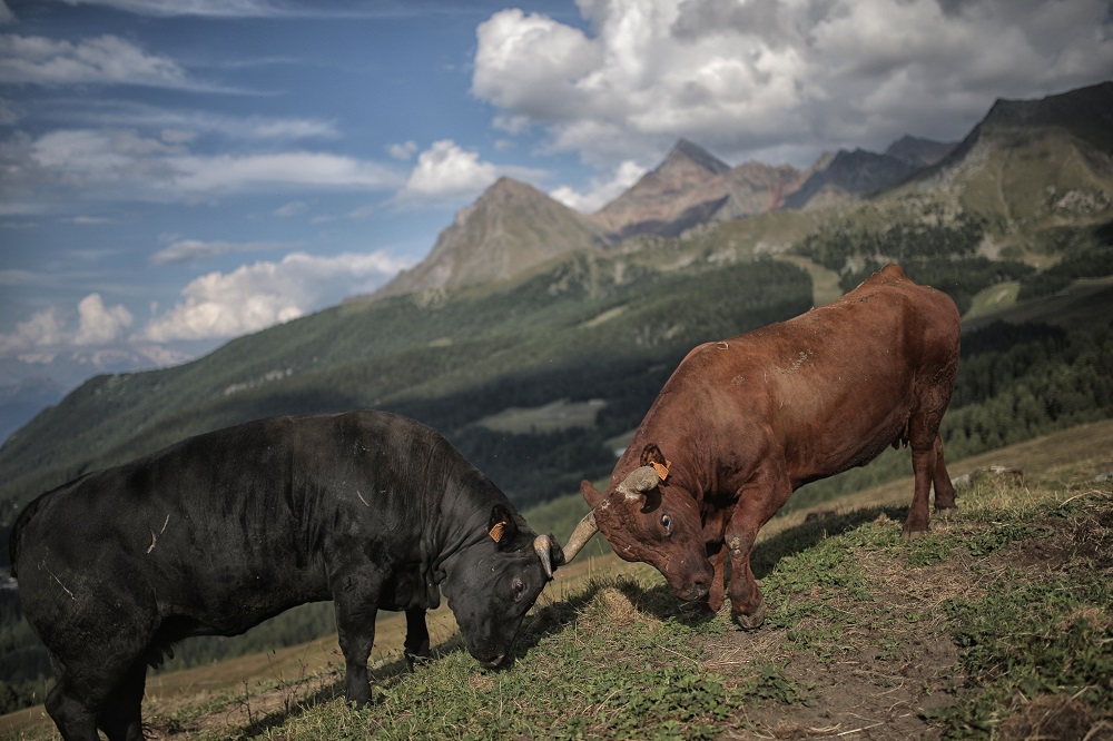 The secrets of Valle d’Aosta ‘s cuisine The secrets of Valle d’Aosta ‘s cuisine
