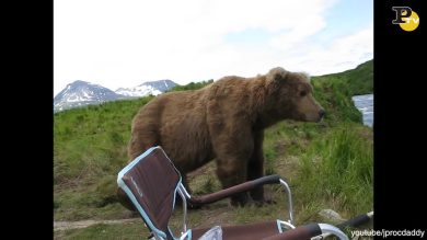 Orso si siede con un uomo a bordo fiume