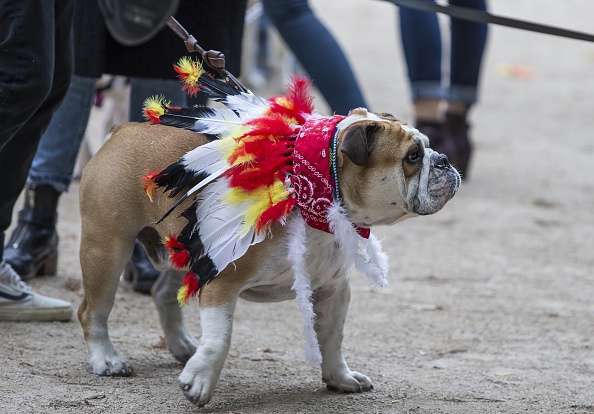 Halloween, anche gli animali in maschera