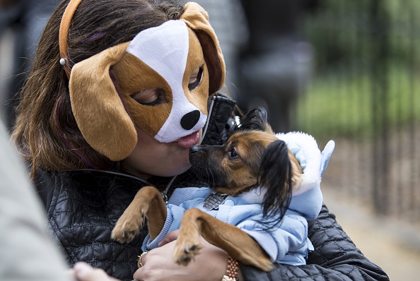 Halloween, anche gli animali in maschera