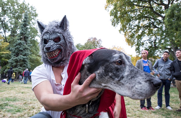 Halloween, anche gli animali in maschera