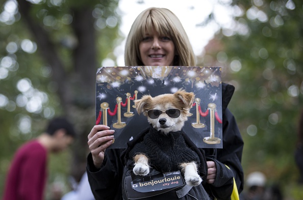 Halloween, anche gli animali in maschera