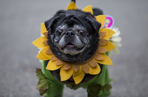Halloween, anche gli animali in maschera