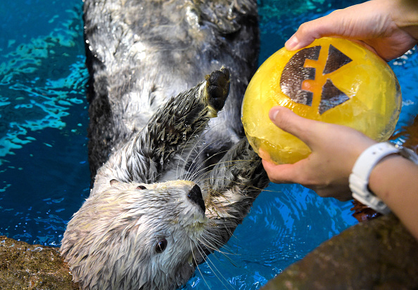 Halloween, anche gli animali in maschera