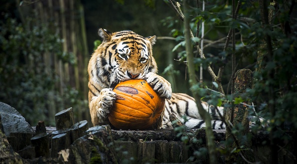 Halloween, anche gli animali in maschera