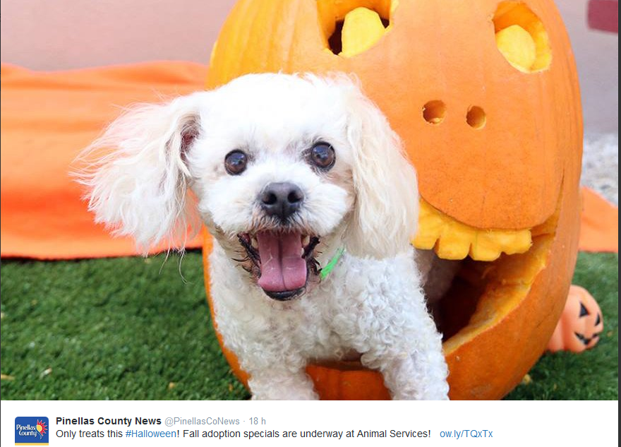 Halloween, anche gli animali in maschera