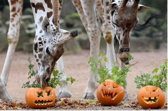 Halloween, anche gli animali in maschera