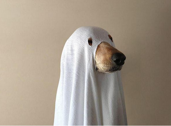 Halloween, anche gli animali in maschera