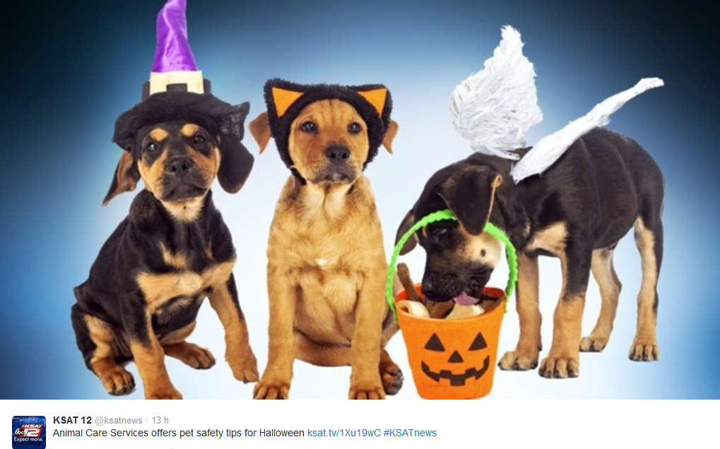 Halloween, anche gli animali in maschera