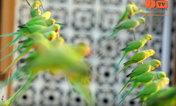 Come nutrire 4000 pappagallini al giorno