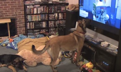 Il film preferito del mio cane è Bolt