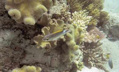 L’Australia costruisce la miniera più grande del mondo