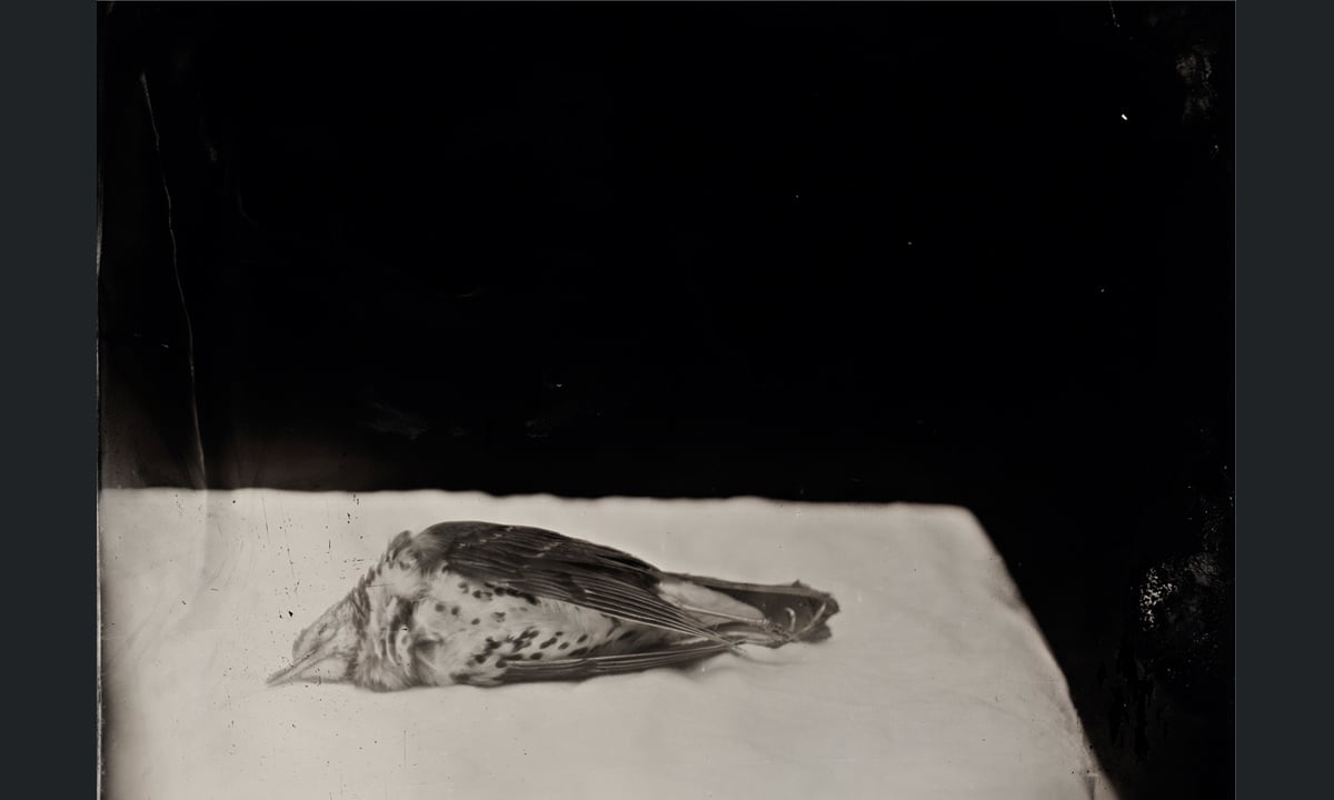 Natura morta e fotografia contemporanea: la mostra a Bolzano Natura morta e fotografia contemporanea: la mostra a Bolzano