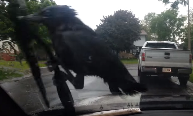 Il corvo che viaggia sul tergicristallo