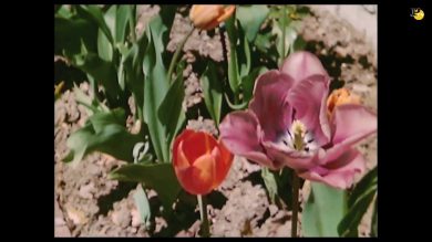 Io sono Ingrid: estratto del doc sulla Bergman