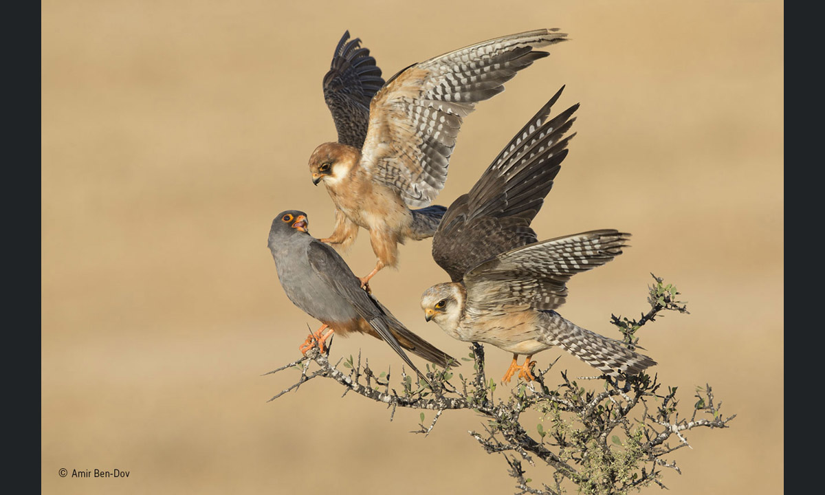 Wildlife Photographer of the Year 2015: i vincitori