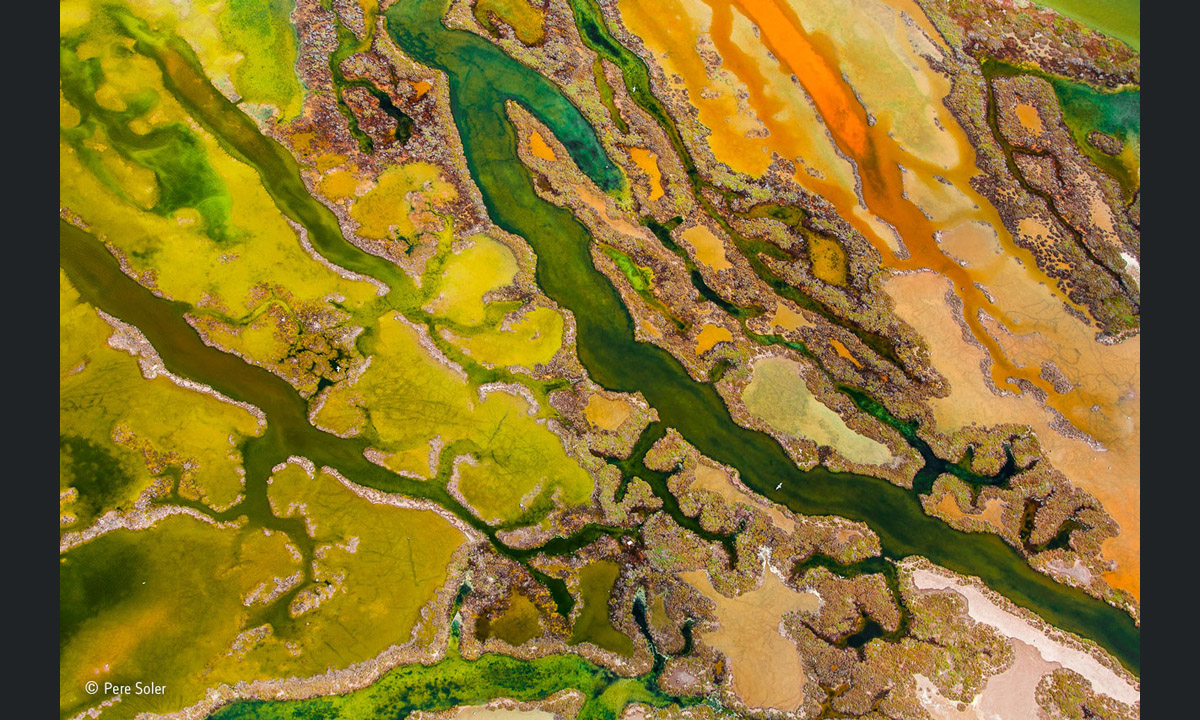 Wildlife Photographer of the Year 2015: i vincitori