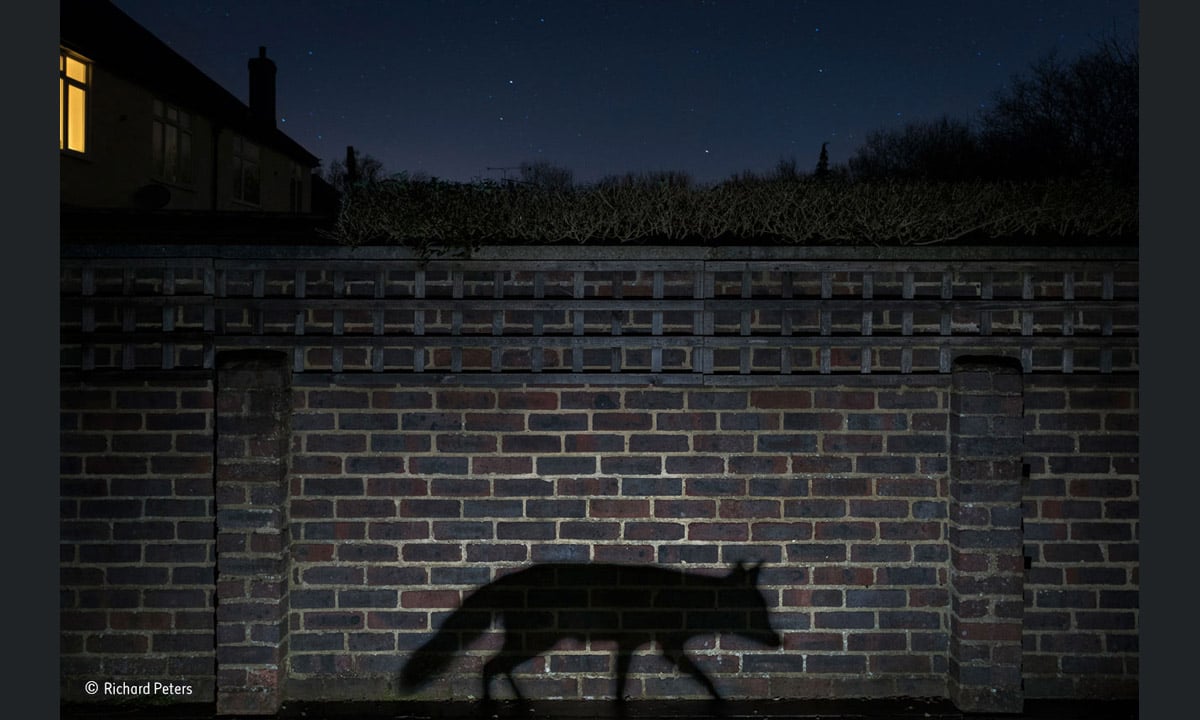 Wildlife Photographer of the Year 2015: i vincitori