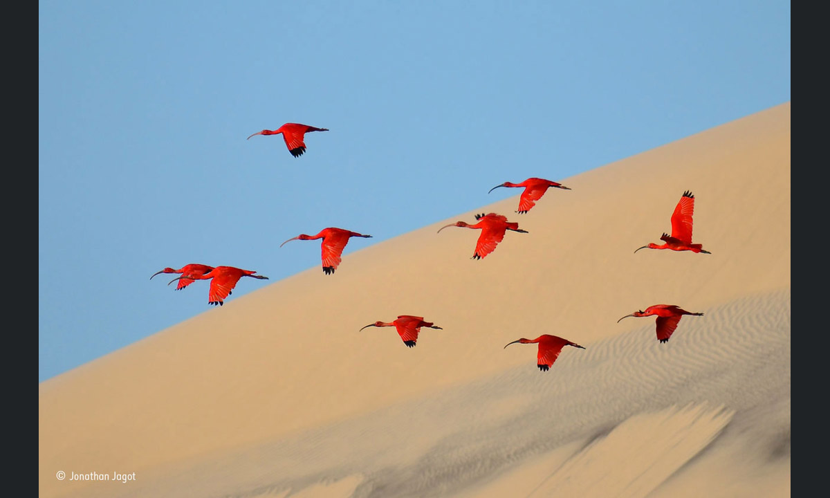 Wildlife Photographer of the Year 2015: i vincitori