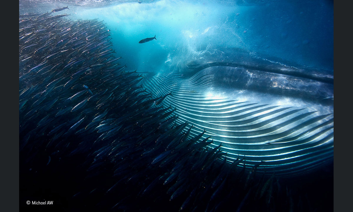 Wildlife Photographer of the Year 2015: i vincitori