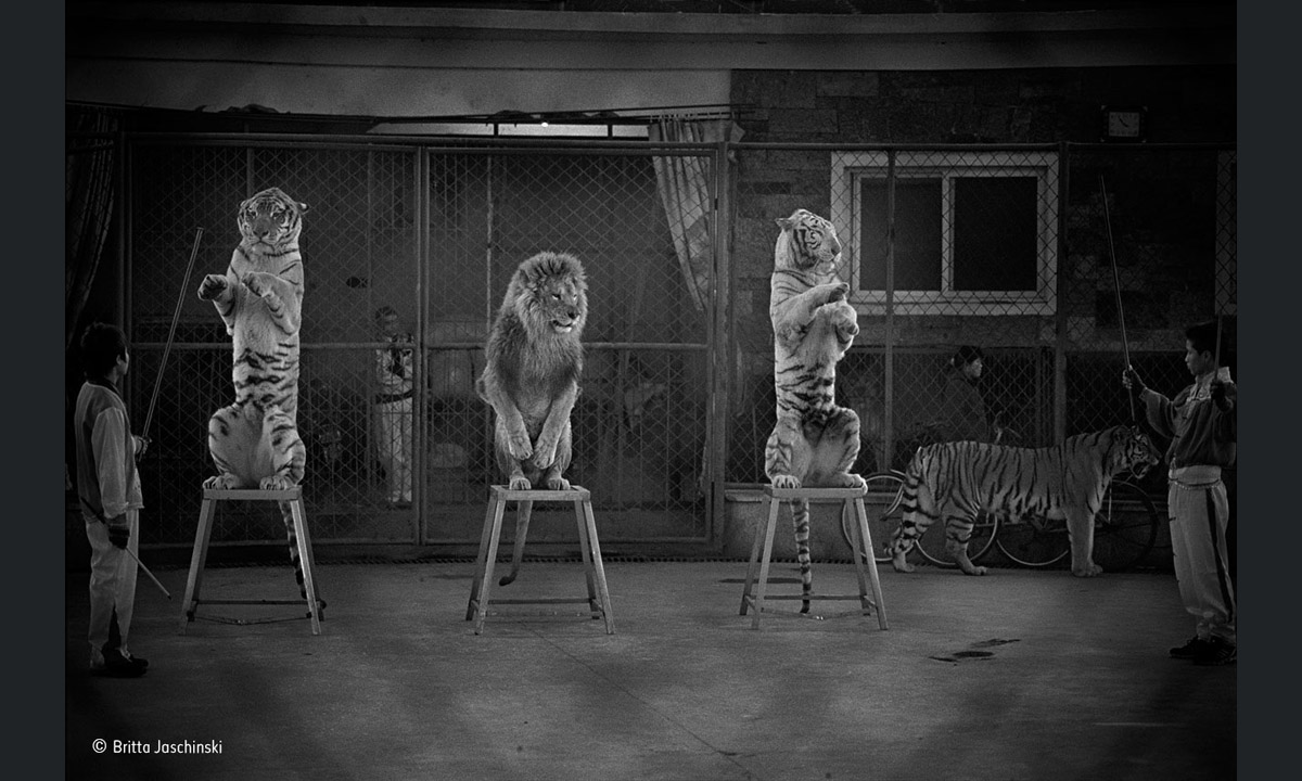 Wildlife Photographer of the Year 2015: i vincitori