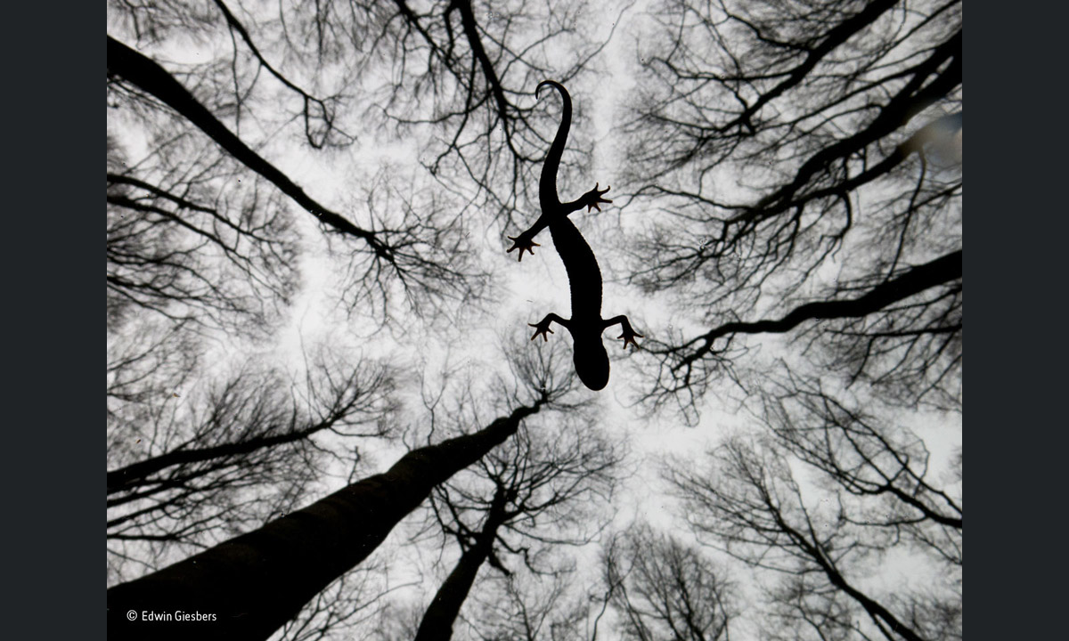 Wildlife Photographer of the Year 2015: i vincitori