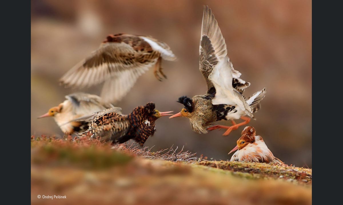 Wildlife Photographer of the Year 2015: i vincitori