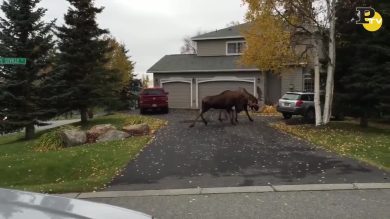 Alaska: due alci combattono in giardino