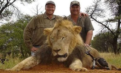 Zimbabwe: l’assassino del leone Cecil non sarà incriminato