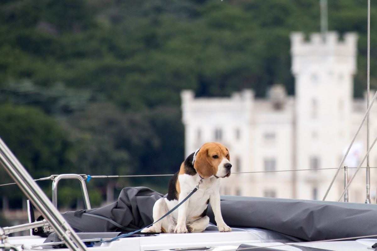 Galleria foto 'Vela, bora e spettacolo: la Barcolana numero 47 va a “Robertissima III”' - foto 6