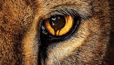 Zoo: quando gli animali si ribellano. 6 cose da sapere e trailer