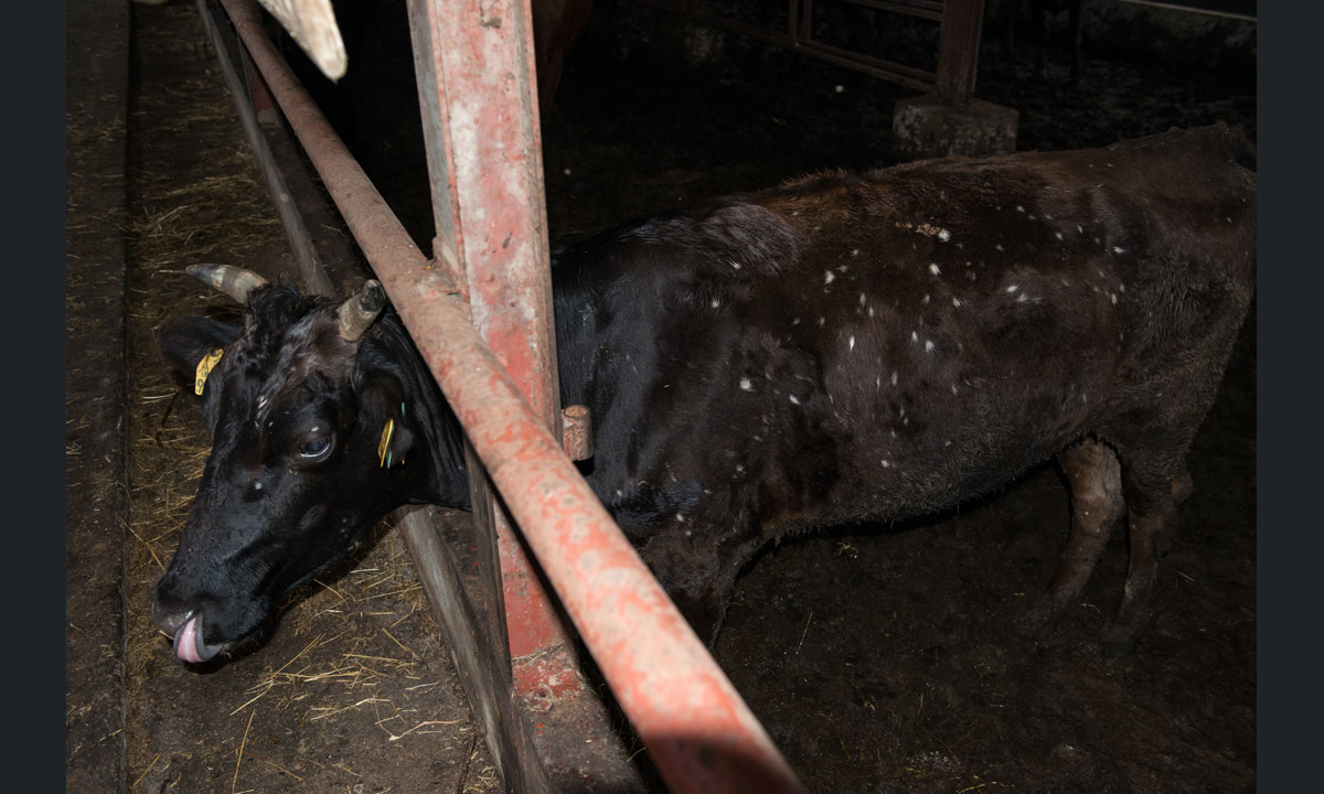 Fukushima: abbandono e rivincita della natura