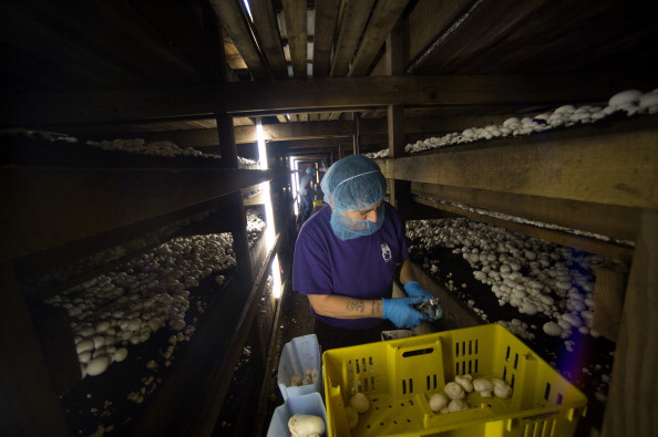 Non solo Expo: le “capitali” del cibo negli Usa