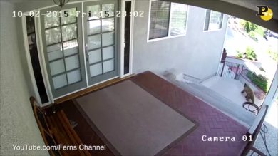 Cagnolina coraggiosa fa scappare gli orsi