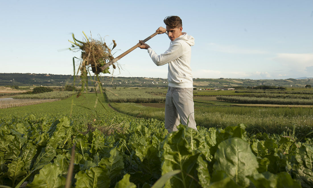 Grano Armando: come cambia il mercato della pasta italiana