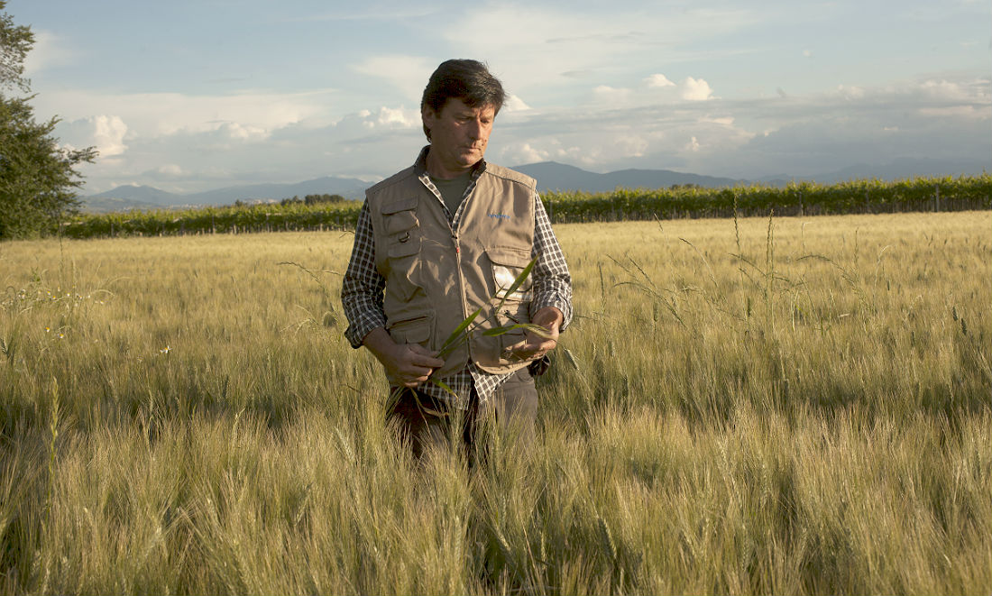 Grano Armando: come cambia il mercato della pasta italiana