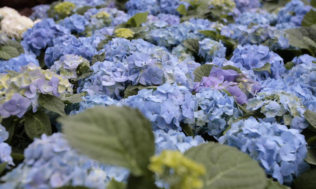 Orticolario, fiori e piante rare a Cernobbio