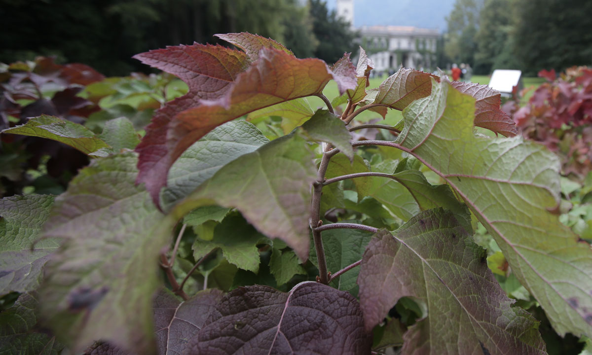 Orticolario, fiori e piante rare a Cernobbio