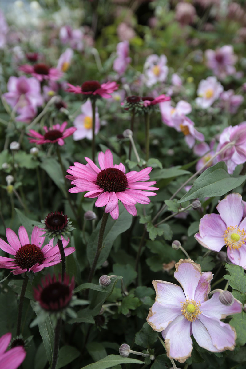 Orticolario, fiori e piante rare a Cernobbio