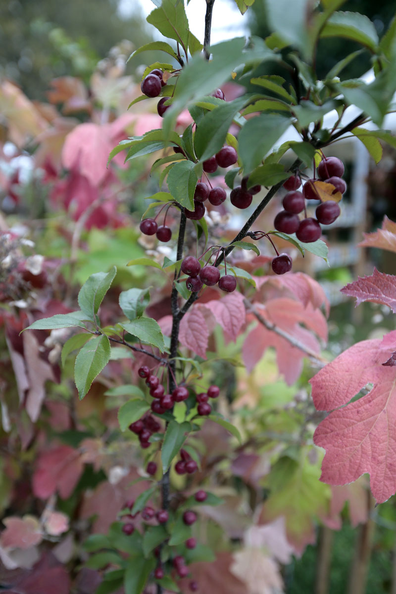 Orticolario, fiori e piante rare a Cernobbio