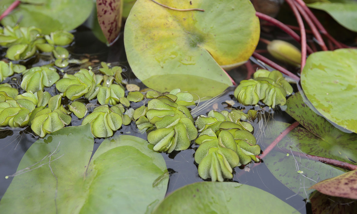 Orticolario, fiori e piante rare a Cernobbio