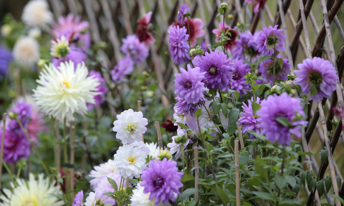 Orticolario, fiori e piante rare a Cernobbio