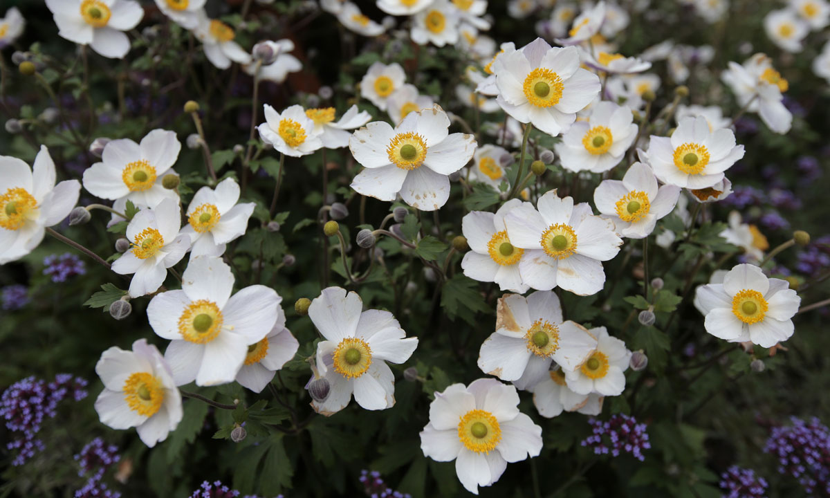 Orticolario, fiori e piante rare a Cernobbio
