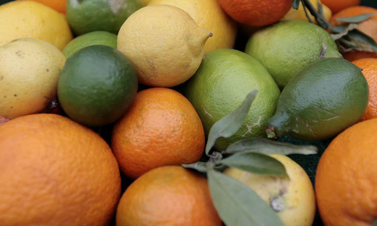 Orticolario, fiori e piante rare a Cernobbio