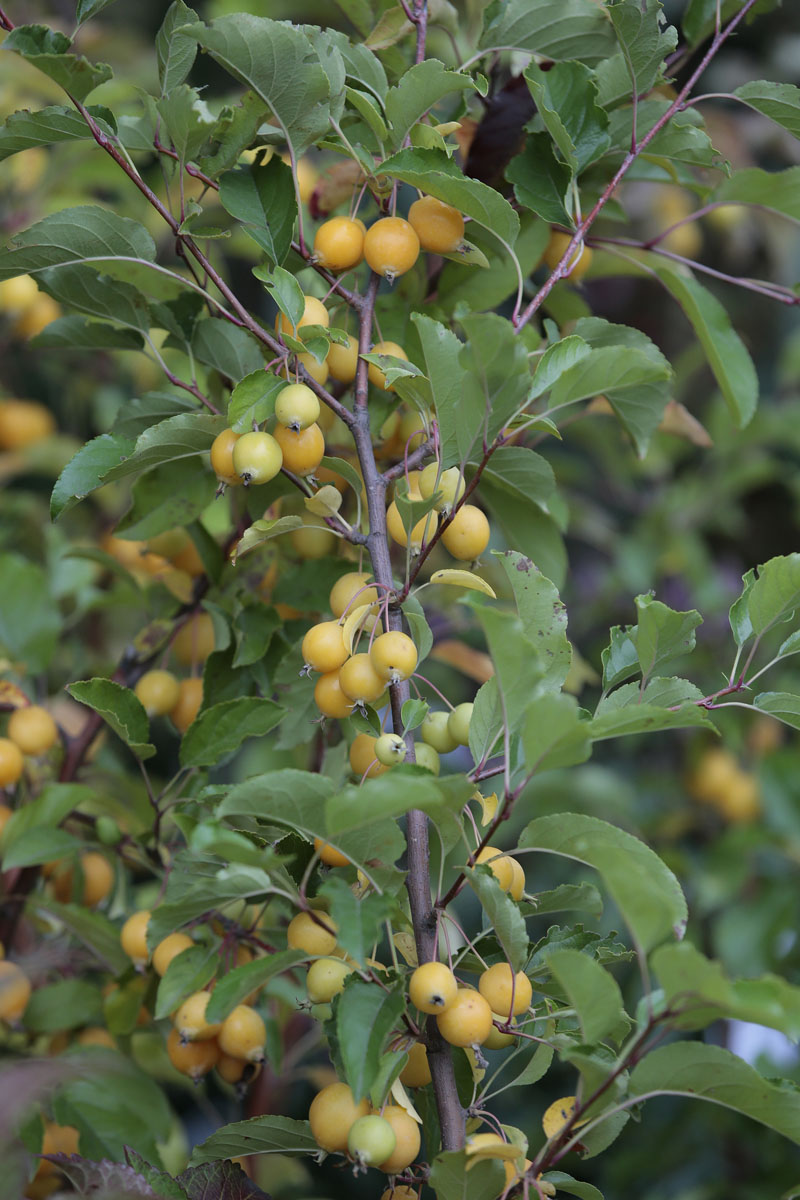 Orticolario, fiori e piante rare a Cernobbio